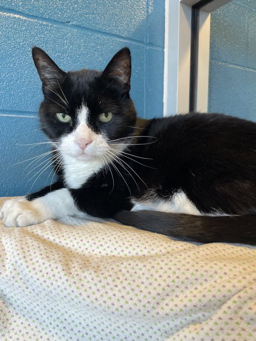 RT <a href="/kshumanesociety/">Kansas Humane Society</a> 
Montgomery is incredibly sweet and loves attention. He's a good boy, and would love a relaxing home where he can spy on your neighbors and you can spend the evenings judging them together.

Call (316) 524-9196, visit KHS or go online: ow.ly/XH0B50IcOu4