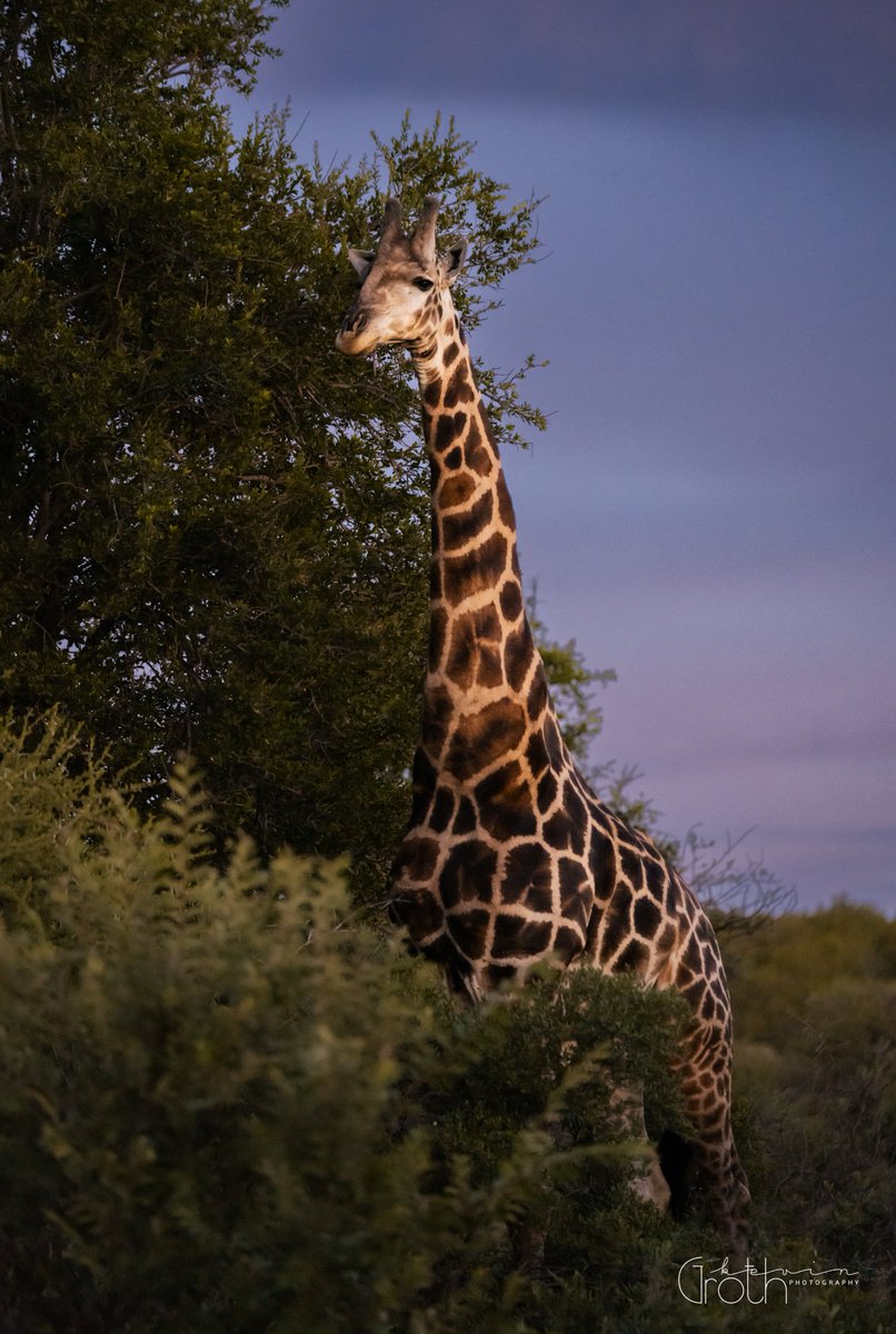 two67shooter's tweet photo. A male giraffe and I having a stare down in the early evening light. Captured at Mokolodi Game Reserve #Botswana #sunset #wildlifephotography #SonyAlpha https://t.co/jD3YUCVbSw