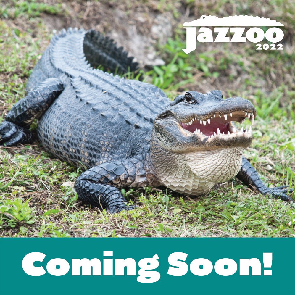 Alligators are coming to the Zoo…and Jazzoo!

Your support of this event provides food and care for our 1,700 animals - including our six new female alligators coming to the Zoo this summer. A limited number of discounted tickets are available now at kansascityzoo.org/jazzoo/