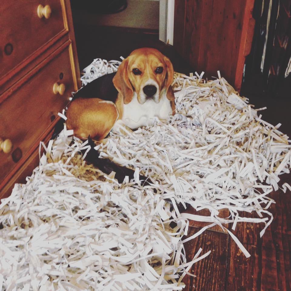 jenscotney's tweet photo. @beaglefacts @Dr_Beagle That time Sherlock opened bags of shredded office paper to make a bed despite there being a soft dog bed in the room 😬🙈🙈 https://t.co/8e0AQ8Dsvq