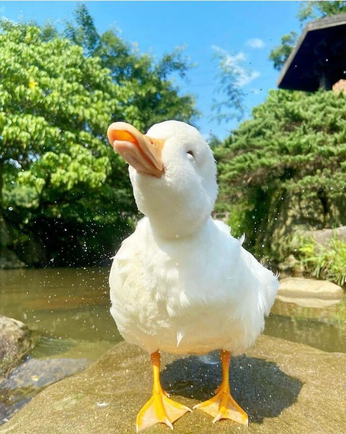 I think this might simply be the happiest duck there's ever been