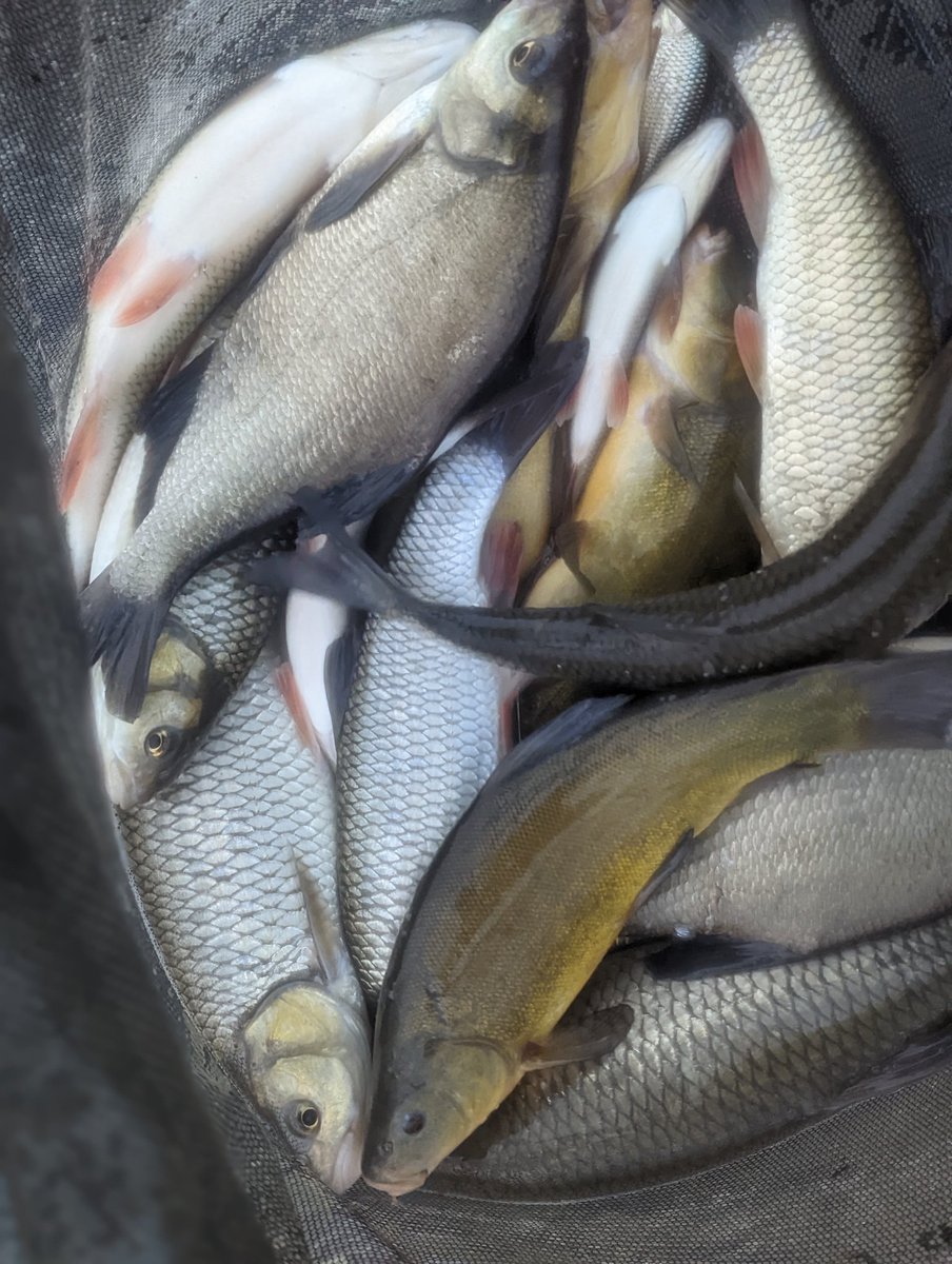 Titch_World's tweet photo. Here's the bag from today 🎣 #HereFishFishFishy https://t.co/UJi5yfW0nT