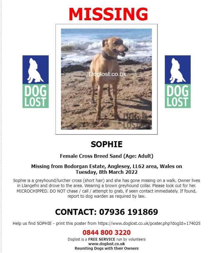 rosiedoc666's tweet photo. ‼️ SOPHIE missing on walk around the Brodorgan Estate, #Anglesey, #LL62 Wales 8/3/22‼️ 
💥SIGHTINGS NEEDED - Pls look out for her as owner lives in Llangefni
Sophie does not know her way home Female adult/brown greyhound collar
🔻MICROCHIPPED
🔻 https://t.co/DuC1uhHsxc https://t.co/ceYkwOVor4