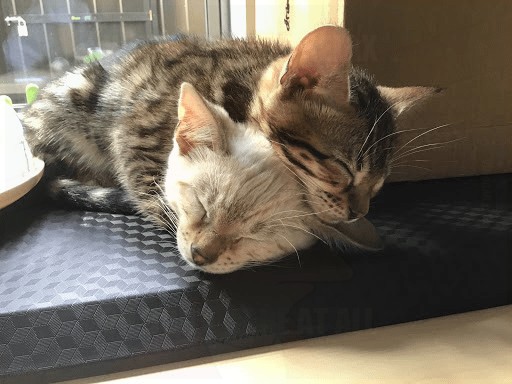 VincentRedStick's tweet image. harry.loveme.run
The best, most ridiculous and hilarious animals and pets! 
Funny cats, dogs, horse, donkey, bear, goat, pig, duck, giraffe, ferret, sheep, lizard,... So funny and cute!