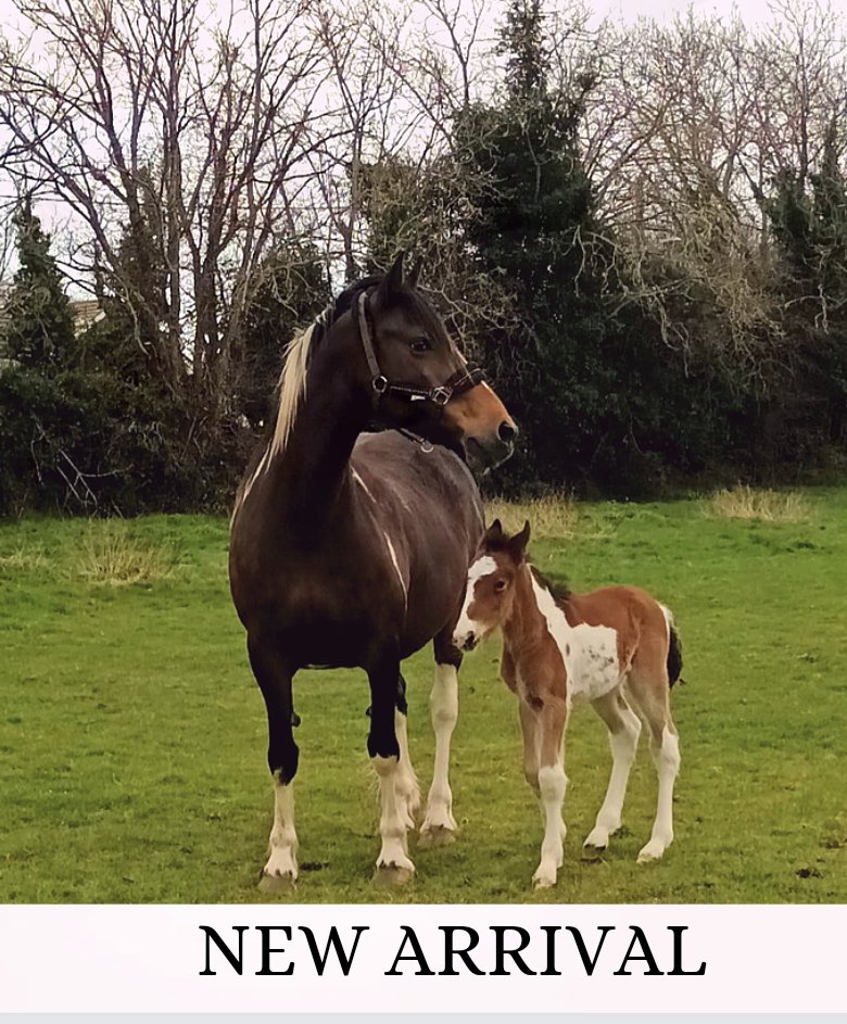 Save Ashtown Stables tweet media