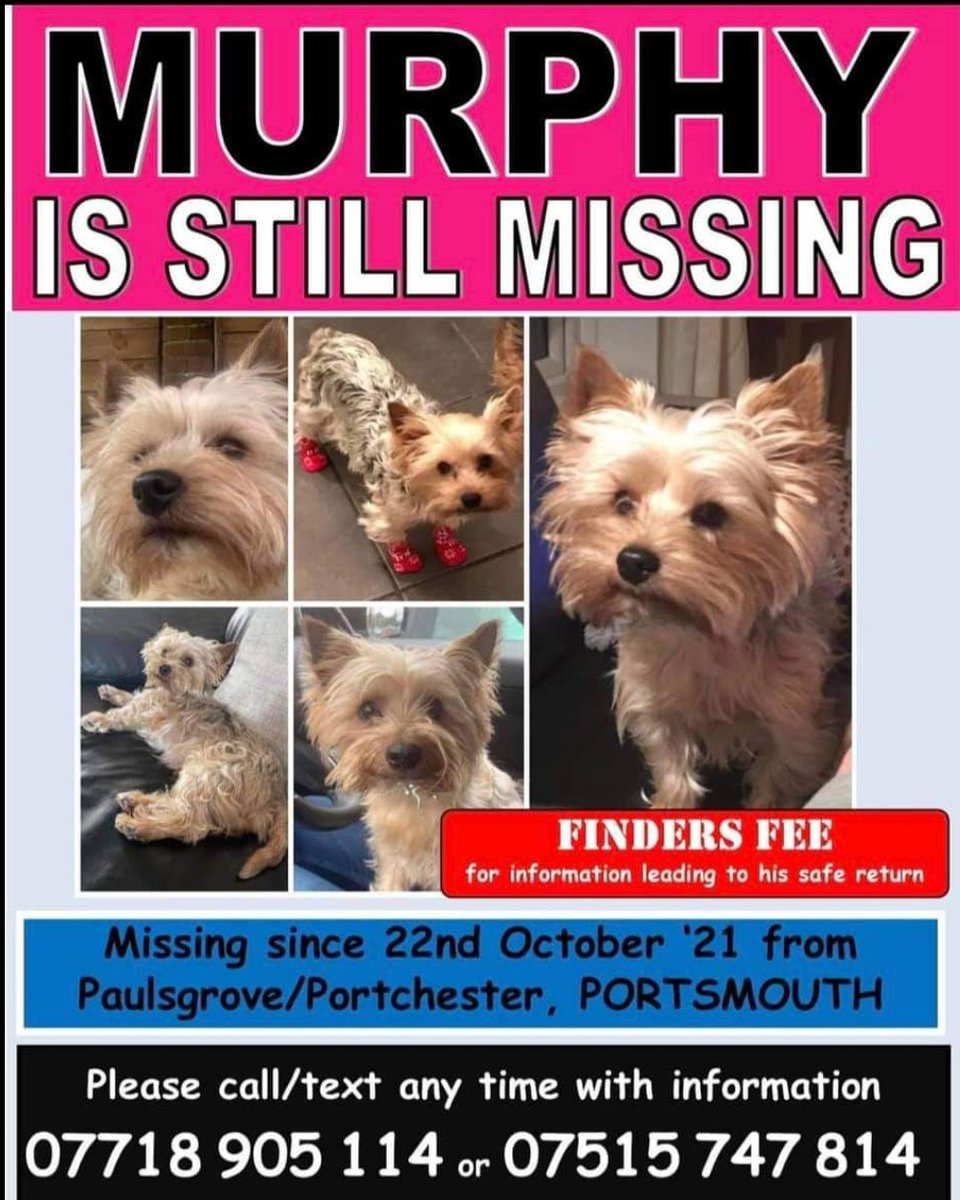 MURPHY #FindMurphy

Murphy is a Small Scared #Rescue

Male #YorkshireTerrier Young Adult brown and tan Microchipped

#Missing 23 Oct 2021 #Paulsgrove / #Portchester #Portsmouth PO6

doglost.co.uk/dog-blog.php?d…

facebook.com/murphymissingp…