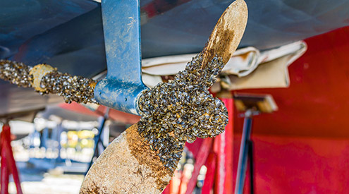 AnimalEthics39C's tweet photo. I learned that humans can unintentionally spread #invasiveanimals and plants that threaten #nativewildlife when organisms get caught on boats or other forms of transportation. #WhatIlearnedin39C #39canimals
https://t.co/QNk84rvkqB https://t.co/ZKVD5ctNVD