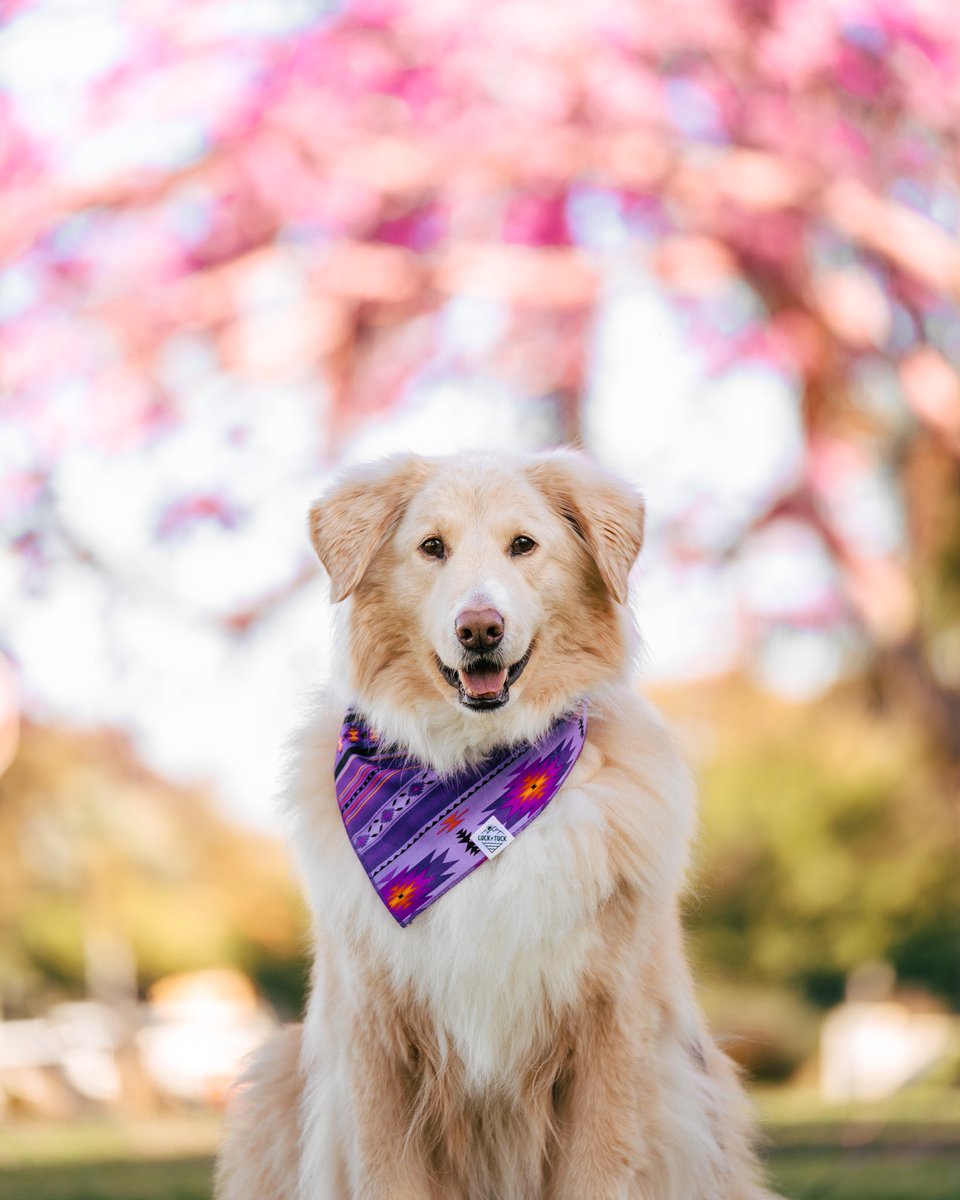 As many of you know, we launched our spring collection the day Tuck passed. I shut down for a week but am slowly getting back into things. I plan on doing another go at the launch on this coming Monday, 3/14 because Tuck’s last collection deserves more attention than it’s gotten.