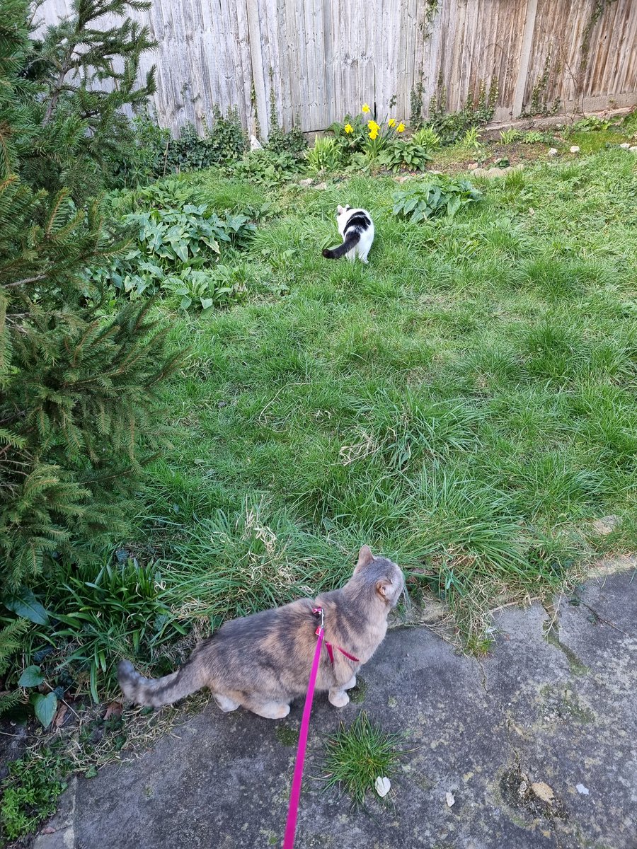 ScaredyCatCW's tweet photo. We've got a visitor called Bella for a few weeks 😺 We were out doing some Tuesday #catadmin today 🌞🌿🌳🌿 It was a breezy day +7 C #Cat #Scaredy #March2022 https://t.co/3NF9UEkyD7