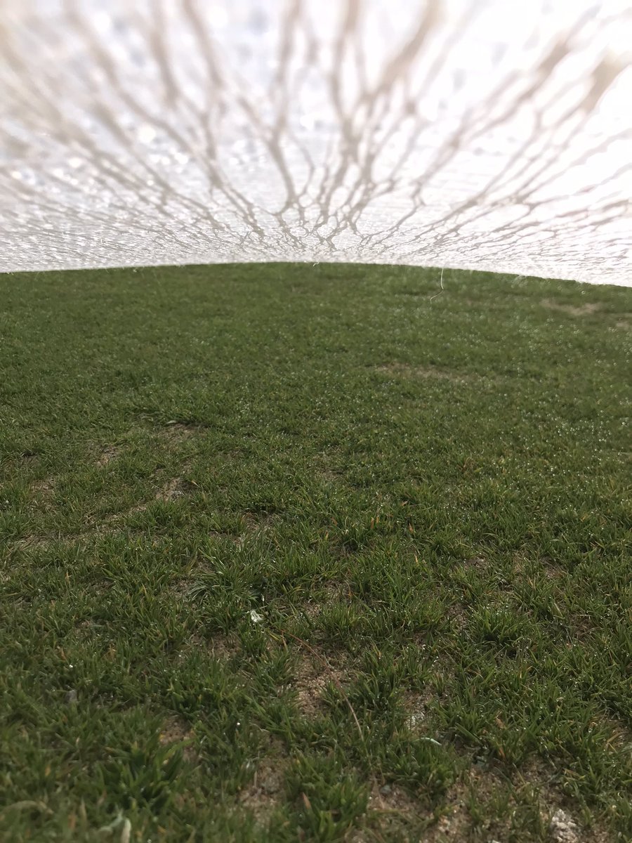 South facing slope + cover = growth. Leaves have pushed through the cover where overlap occurred into the rough. Will look to mow greens next week that were covered throughout the winter.