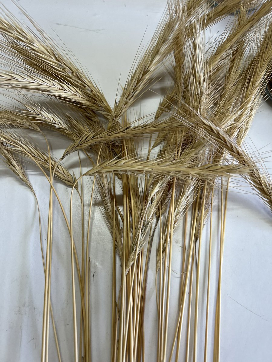 Heroica defensa y recuperación de cereales antiguos en condiciones extremas. Panes especiales en #ElMolinodeAlcuneza Piezas elaboradas con harinas de <a href="/Despelta/">La Espelta Y La Sal</a> agricultores ecológicos en tierras frías de Guadalajara. elpais.com/elpais/2022/03…