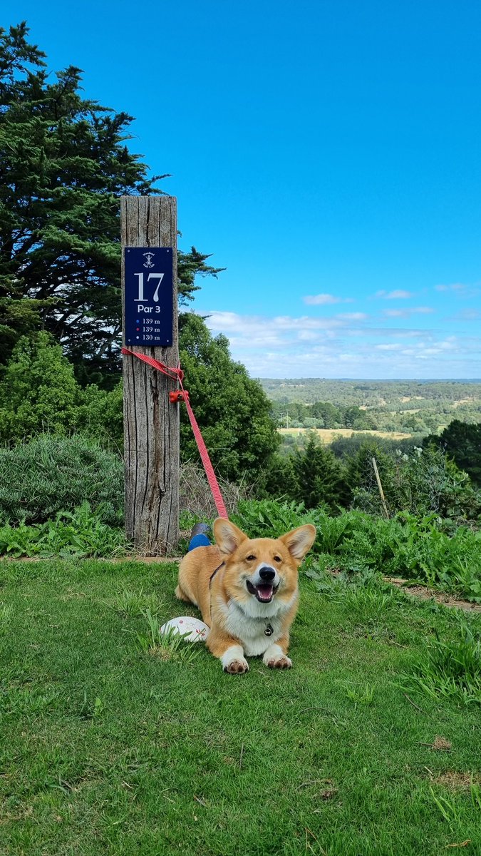 mush3012's tweet photo. Awesome day out at @GolfWoodend, where all visitors are welcome ⛳️🐶!

Thanks for having us, Rocco had a blast 😊 https://t.co/BpZINA0IFm