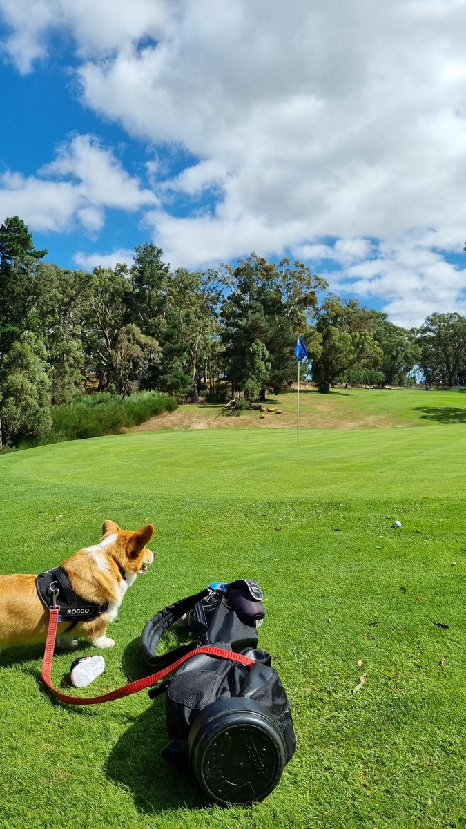 mush3012's tweet photo. Awesome day out at @GolfWoodend, where all visitors are welcome ⛳️🐶!

Thanks for having us, Rocco had a blast 😊 https://t.co/BpZINA0IFm