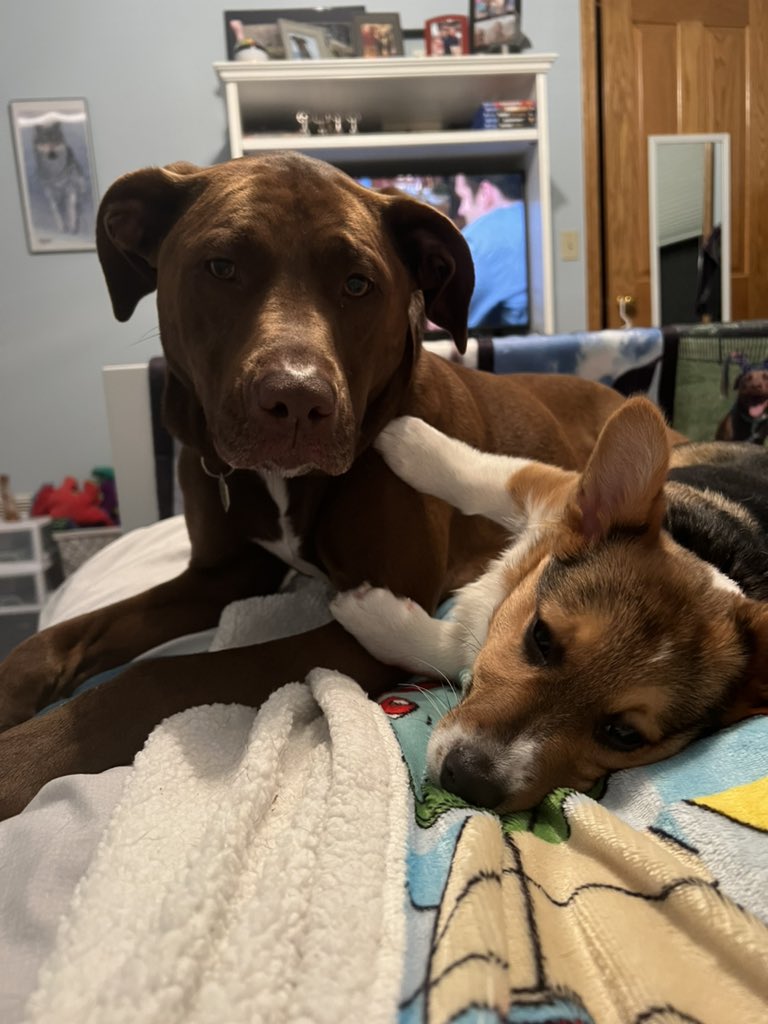 Mazey and Benson (@theohiopups) on Twitter photo 