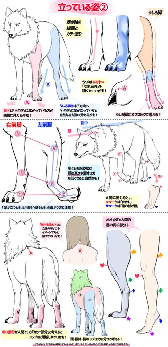 狼っぽい動物🐺の体デッサンの描き方 