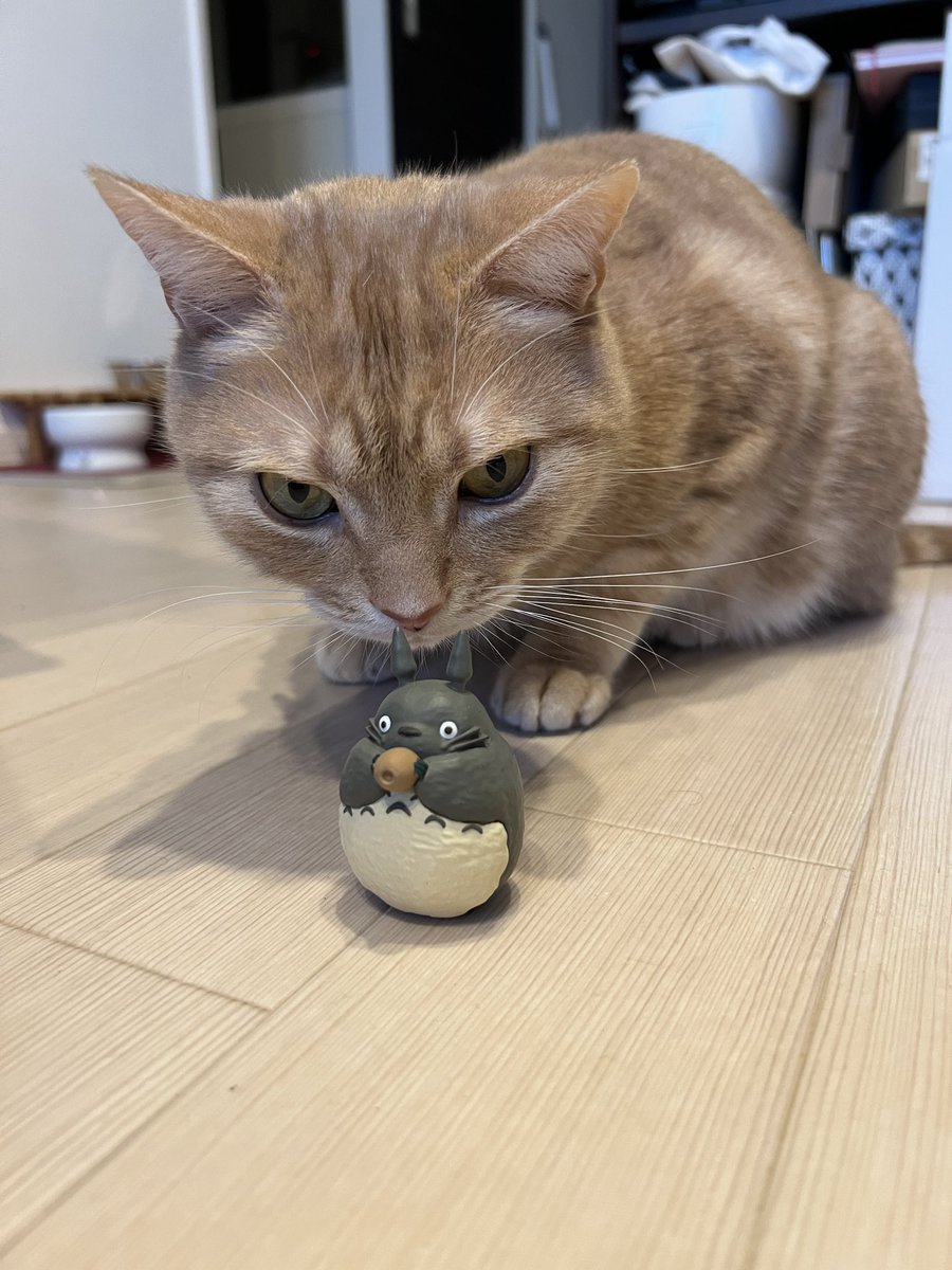 feb_american's tweet photo. 家の外でどんなに嫌なことがあろうと、無駄なマウンティングされようと
うちにはハイパーキューティーでスウィーティーな猫が私を待ってると思うとなにも気にならないからやっぱり愛猫は最高 https://t.co/86WJf6TozS