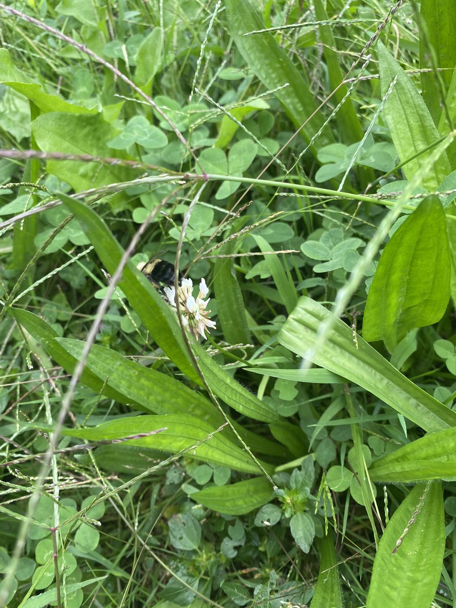 SWolf162's tweet image. Pictures I took of plants and bees