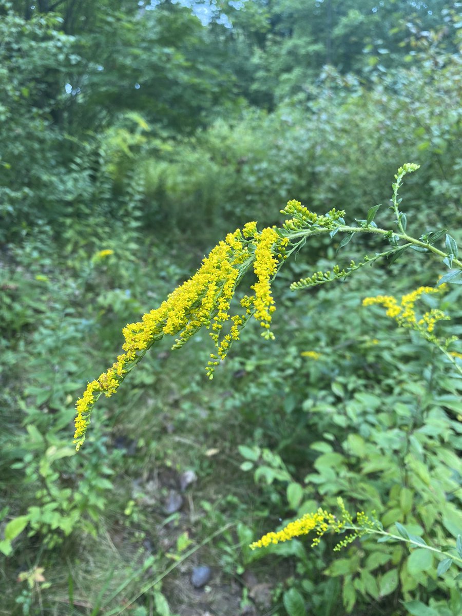 SWolf162's tweet image. Pictures I took of plants and bees