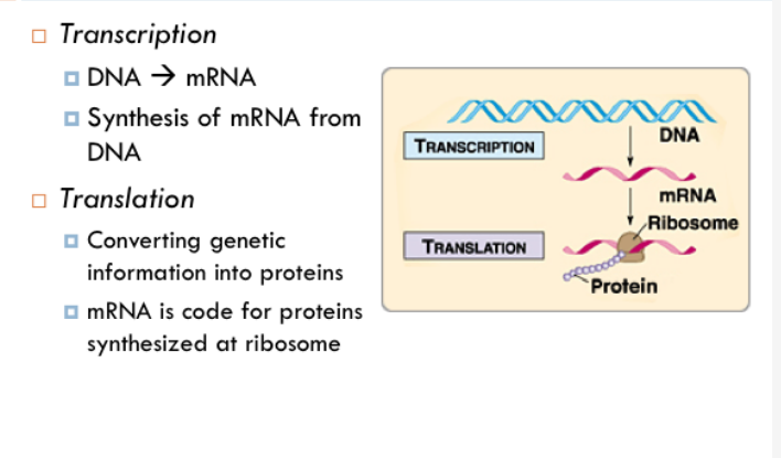 Праймер биология. Chapter транскрипция. Primer перевод. Gene Conversion.