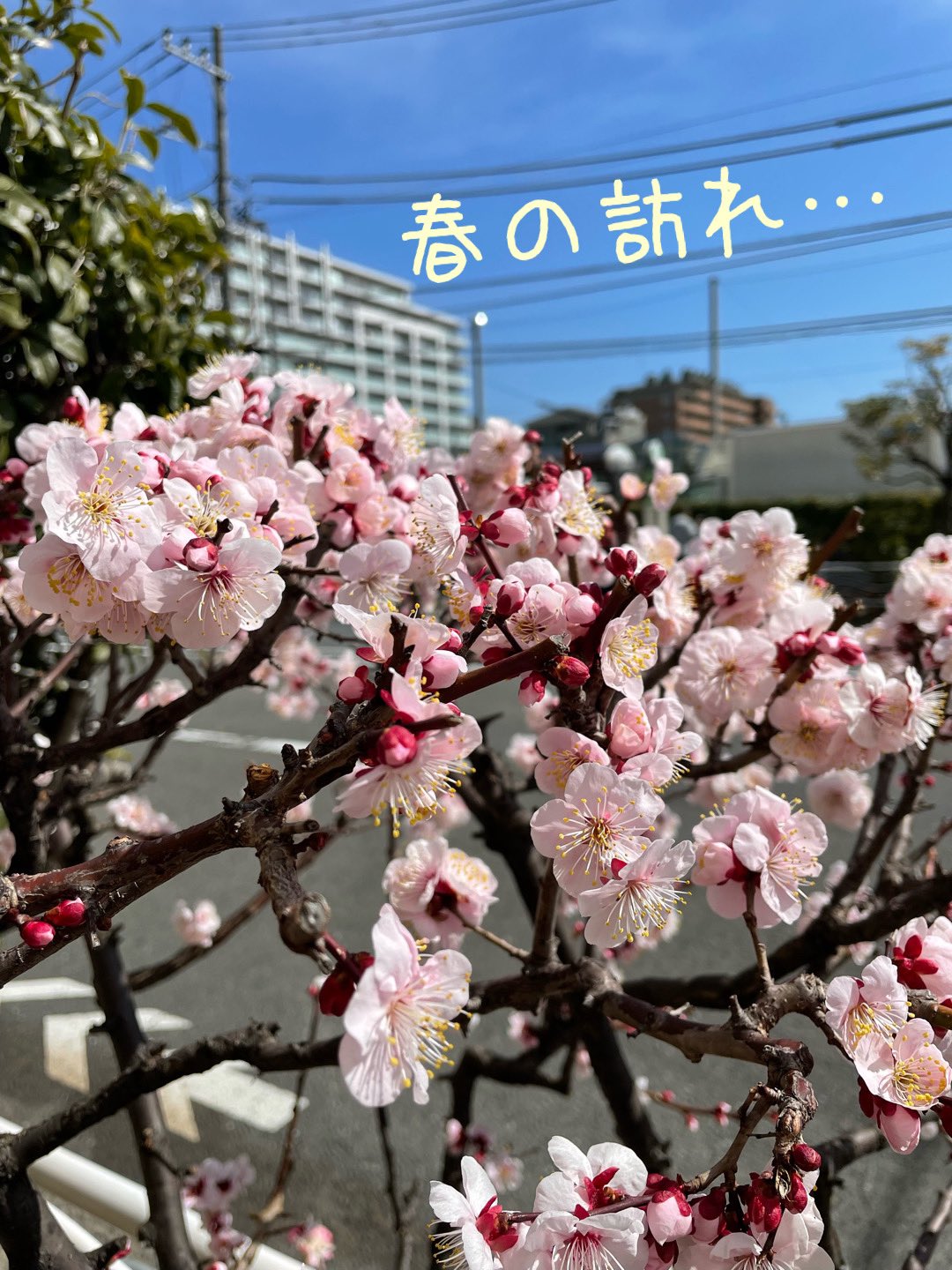 みなっトリア 憂鬱wednesdayです 週中日 頑張りましょ 気温も暖かくなってきて梅の花も綺麗に咲いてました みなっトリアのパスタも春仕様になってきてます 今週は梅を使ってます 定番ローストビーフ丼ももちろん用意してますよ ご来店