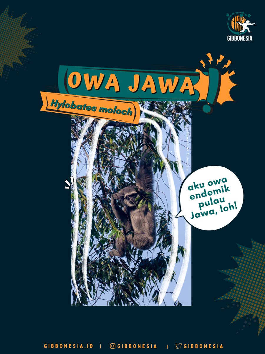gibbonesia's tweet photo. Selamat pagi, #KawanOwa ! Hari ini mimin gibbonesia mau ajak kalian kenal lebih dekat dengan owa jawa nih, yuk! https://t.co/Sq5hYxz81m