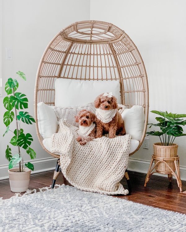 BCProducts's tweet photo. There’s something about seeing furry friends enjoying their BCP Egg Chairs 🐾❤️🥰
📸(IG): @thisfabilouslife @stripped.and.styled @kingsleythedoodles @my.blessed.home
#eggchairs #adorablepets #homedecorinspo #mybcp #outdoorliving https://t.co/txZ4oOxiSX