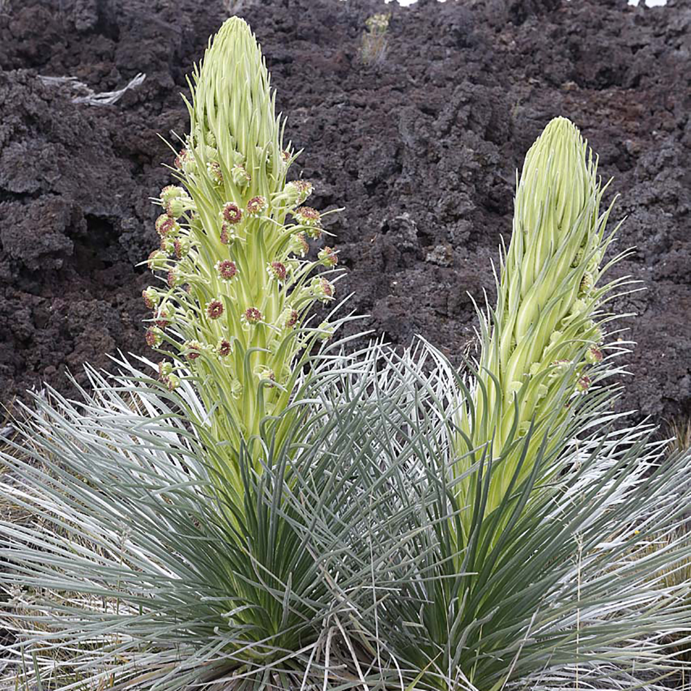 HIPacParks's tweet photo. #DYK?
🤔
#HawaiiVolcanoesNationalPark encompasses seven ecological zones (coast, lowland, mid-elevation woodland, rain forest, upland forest, subalpine, and alpine) harbor unique native plant and animal communities. 
#ecozones #nēnē #hawksbillturtle #silversword #summittosea https://t.co/V5SHg6dY9b