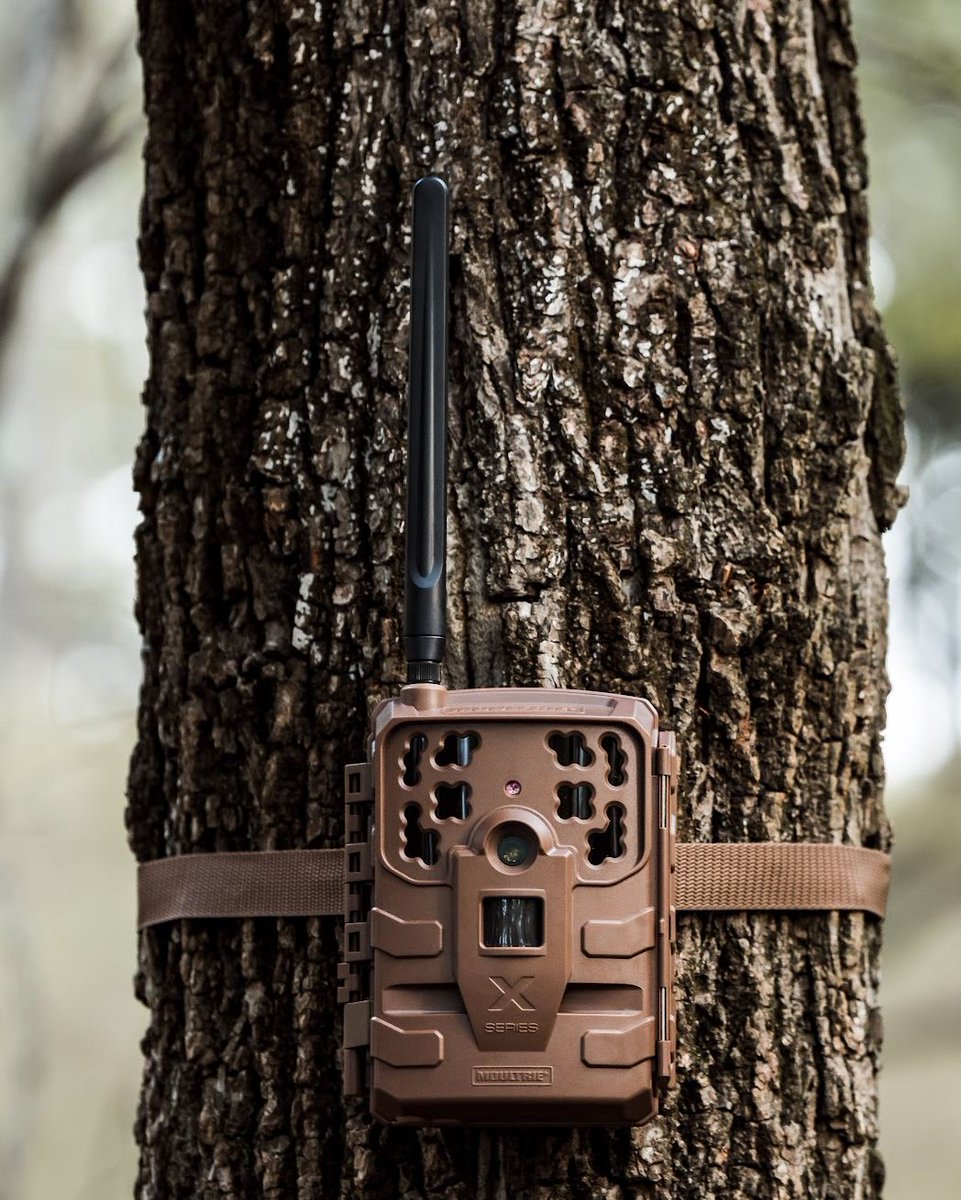 Moultrie's tweet photo. Have you got your #MoultrieBase camera scouting for gobblers yet?
#turkeyseason #MoultrieMobile #turkeyhunting https://t.co/jhAc7A33lV