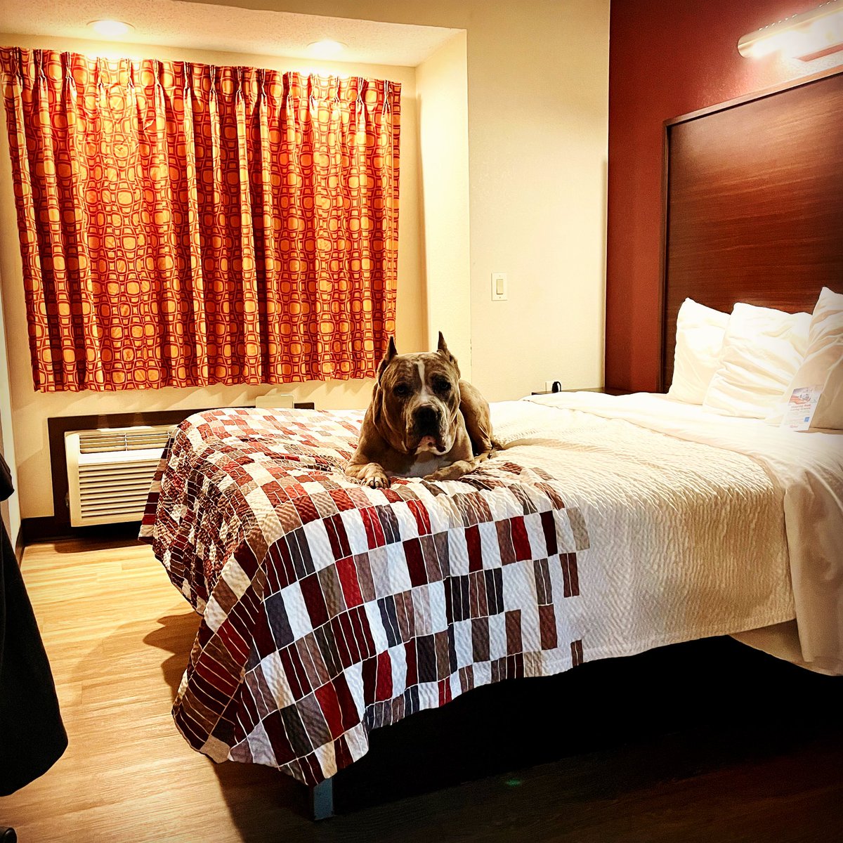 ShortyRossi's tweet photo. My Best Friend! My Road Warrior!
#herculeslives #pitbull #pitboss #shortyrossi #shortysrescue #cigars #cigar #TitosHandmadeVodka #VodkaForDogPeople #lucypet #metropaws #goughnuts #RedRoof #RedRoofLuvsPets #PetFriendly #PetFriendlyHotel #handsongloves #bullterrier https://t.co/cP4qTpCpUP
