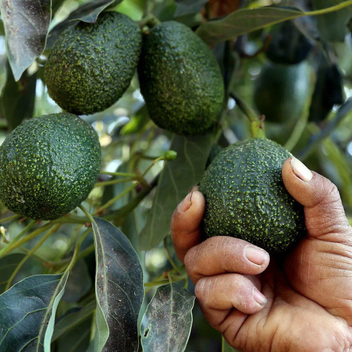 Well, in this context it seems that a cartel like Jalisco is a protostate. In fact, it has many state attributes and might not be so different from medieval "states" which we retrospectively glorify. That's understandable. But why avocados? Why not chairs, not smartphone apps?