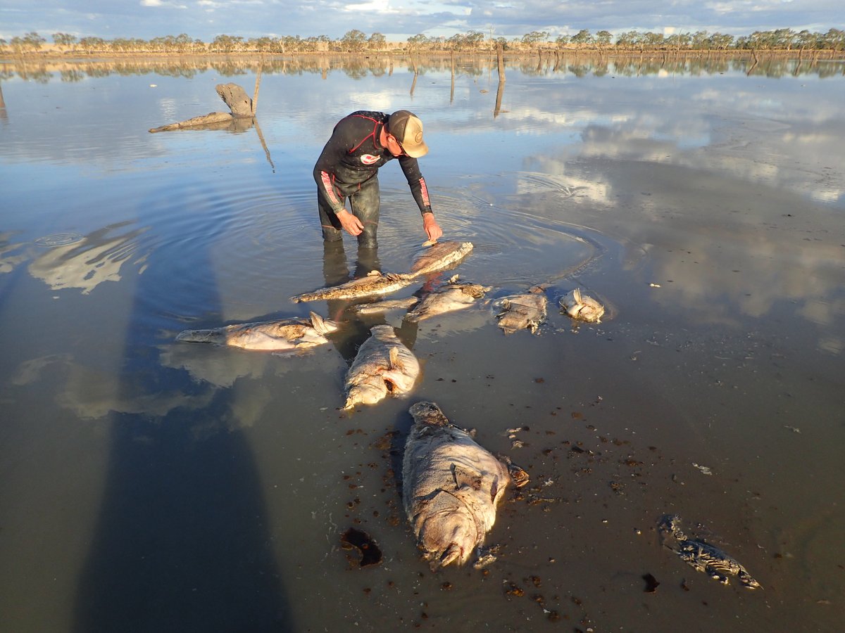 Murray Cod fish Kill: Water authority drains lake, despite warnings
bit.ly/3MzS4lp
<a href="/theweeklytimes/">The Weekly Times</a> <a href="/tomchesson01/">Tom Chesson</a>
<a href="/VR_Fish/">VRFish</a> <a href="/DavidJMKramer/">David Kramer</a> <a href="/VicFisheries/">Victorian Fisheries Authority</a> <a href="/murcod/">Murray Cod</a> <a href="/NSW/">Nash Startup Weekend</a>-Fishing @nswdpi
