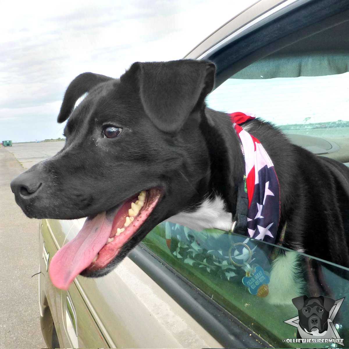 Happy Tongue Out Tuesday! It's been a long time since I've done a TOT! I hope you're having a tonguetastic day! 🐕👅😜
.
-🐶-
.
#dogsoftwitter #dogsofinstagram #Twitterdogs #TongueOutTuesday #tot #tongueout