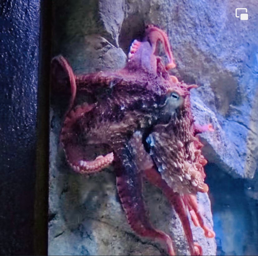 NicoleKoglinMKE's tweet photo. Full disclosure: Iโve gone down a bit of a octopus rabbit hole prepping for my 4:30pm #OneGoodThing segment on @CBS58. Super excited to tell you about Chalupa, @MilwaukeeCoZooโs new octopus! #FascinatingCreatures https://t.co/hnPO6pYLMN