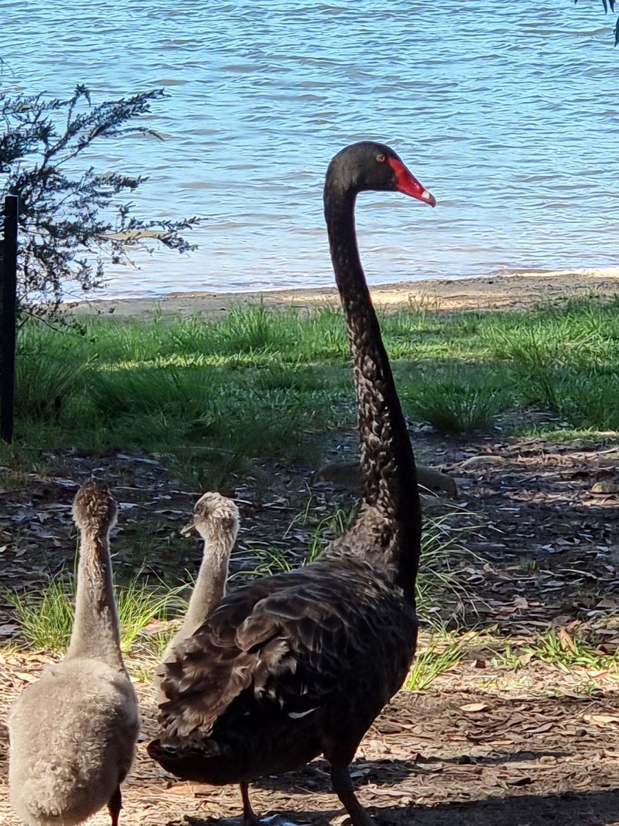 mawson_lee's tweet photo. @stevemitchell80 Yeah that's what my brother said. It was one of my husband's favourite places as it is a rare example of wheelchair access in the bush. This photo was taken at Manly Dam the other month, of a Black Swan. #manlydam https://t.co/5ubAkYrhyZ