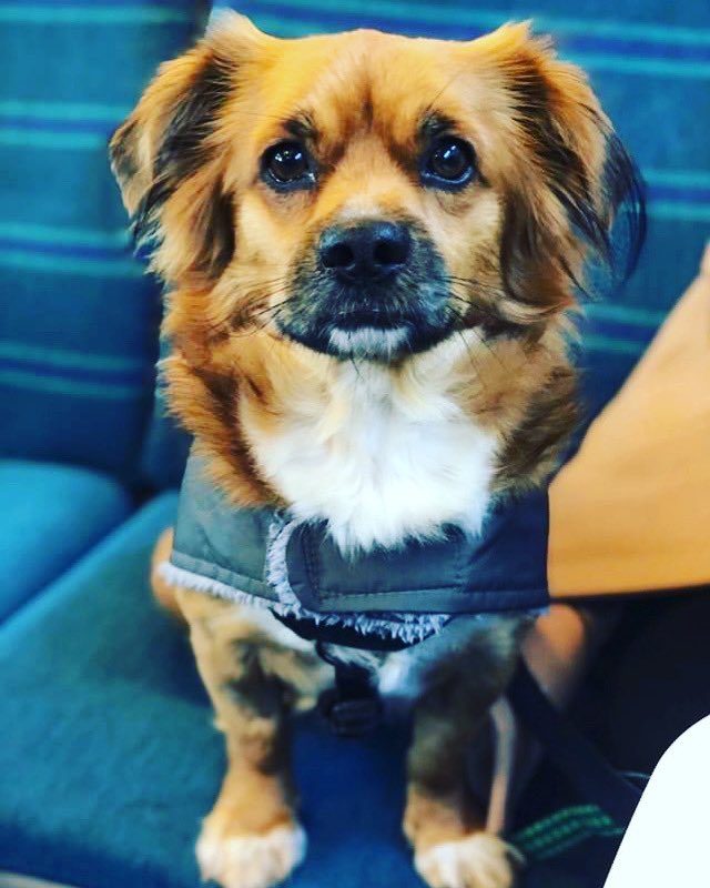 Therapy Dogs joining us at Crufts - 💛 Charlie 💛 Crossbreed 💛 3 years old Come and find us - Hall 3, Stall 53! We can’t wait to meet you all! #crossbreed #crossbreedsofinstagram #crufts #crufts2022 #gettoknowus #therapydogsatcrufts #therapydogsnationwide #therapydogs