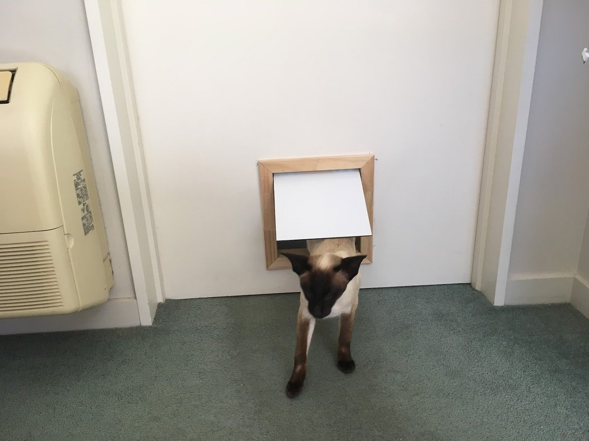 WigleyMinoux's tweet photo. #siamese #CatsOfTwitter #wigley #catflapexpert https://t.co/Ewj2v7VmzJ