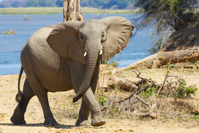 EmilianoJrA75's tweet photo. #WhatIlearnedin39C I learned that elephants are evolving to be tuskless due to poachers targeting elephants with large tusks! Very disappointing to see one of the most iconic parts of this beautiful behemouth be slowly eradicated :(
https://t.co/myihiABFgK https://t.co/8hy4L8jZvh