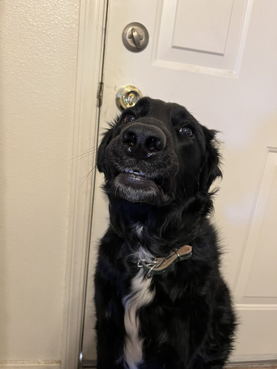 trynidy's tweet photo. Whenever I try to take cute pictures of my dogs they just end up like this https://t.co/o5RUtQ0Oos