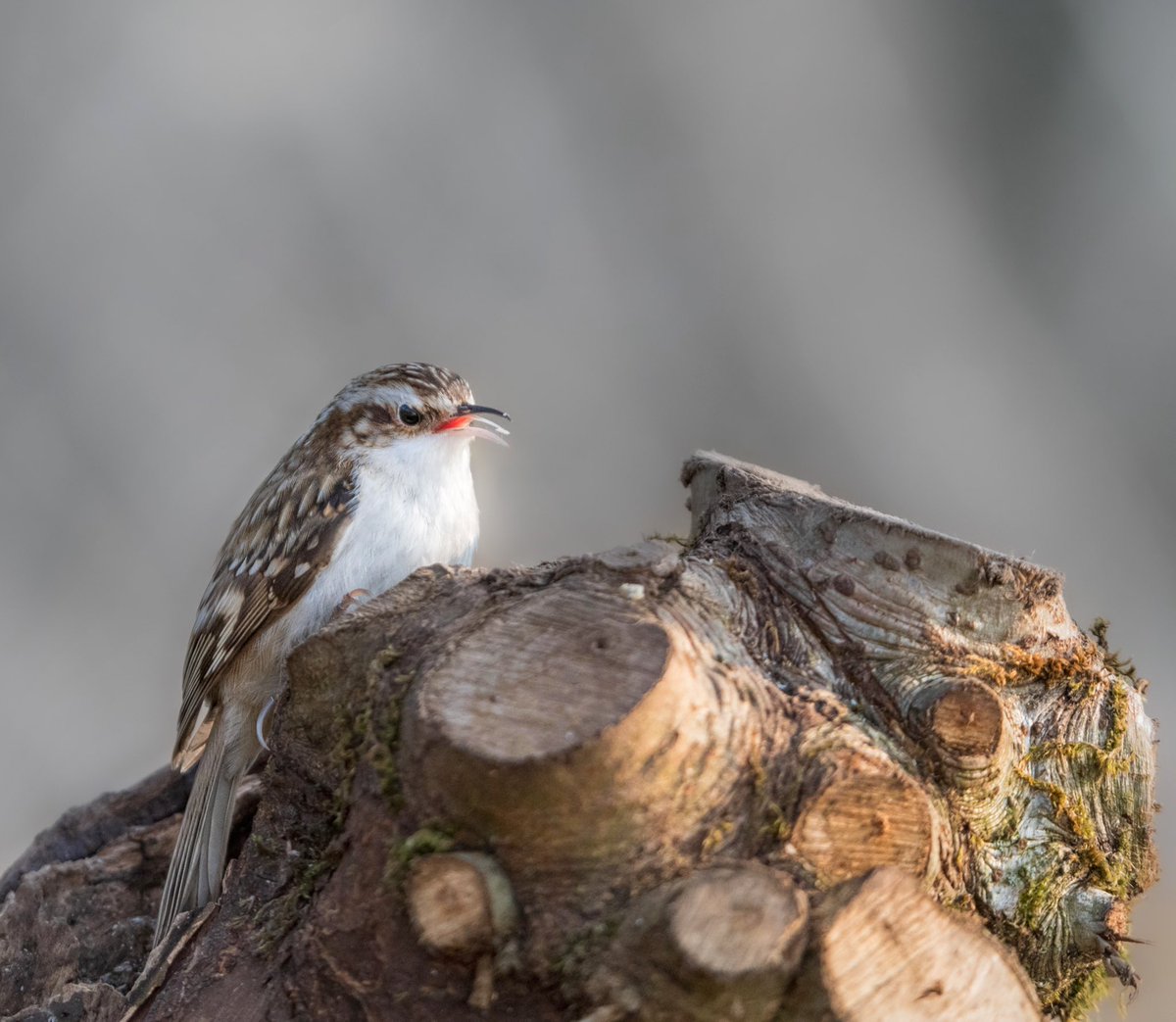 Jnsvms's tweet photo. Little tree creeper🪶🪶🪶🪶
#scotland #scottishborders #scottishbordersphotography #treecreeper #bird #birdphotography #SonyAlpha https://t.co/MQUCd75ag6