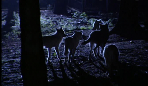 zsael3's tweet photo. Hunters in Idaho shoot and trap countless animals yearly on private land, they lure wolves within gun range and then run them to the point of exhaustion “using ATV and snowmobiles and stalk them after dark using night vision technology”
#39canimals https://t.co/havOFCoOCD