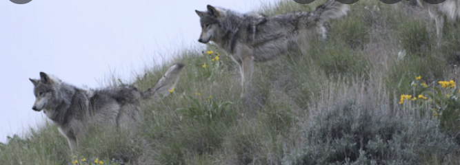 zsael3's tweet photo. Animals are called violent and aggressive, but ironically, we are the ones who are the most violent. Humans are the ones that hunt them down relentlessly/are the ones that drive them out of their habitats, giving them nowhere to go and  limiting survival means
#39canimals https://t.co/X8lPhGMoOV