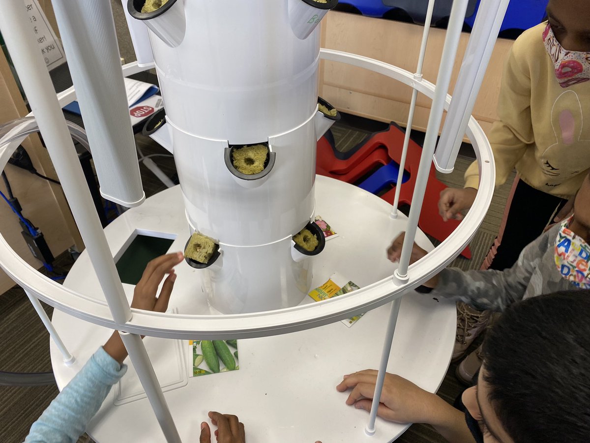 Excited to start our plants inquiry for science with <a href="/Mrs_Maks_Class/">MrsMaksClass</a> Today we asked questions about the hydroponic tower and began by planting some seeds that we will watch grow!