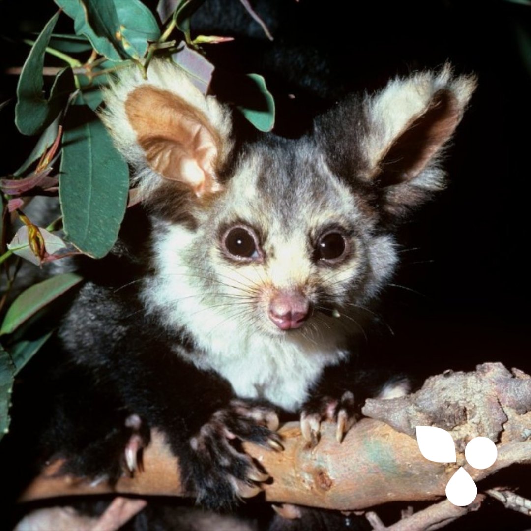 It’s day 3 of the <a href="/WOTCHinc/">Wildlife Of The Central Highlands</a> trial! 

This giant possum is the largest gliding marsupial on the planet – and is one of the important reasons we’re in court this week representing WOTCH. (1/4)