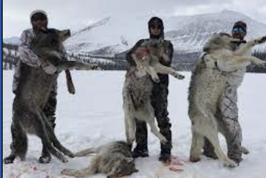 zsael3's tweet photo. Wolves have been threatened constantly by the unnecessary human involvement that has been increasing over the years nonstop. This event has created problems for them and their livelihood.
#39canimals https://t.co/f7M7CNLi21