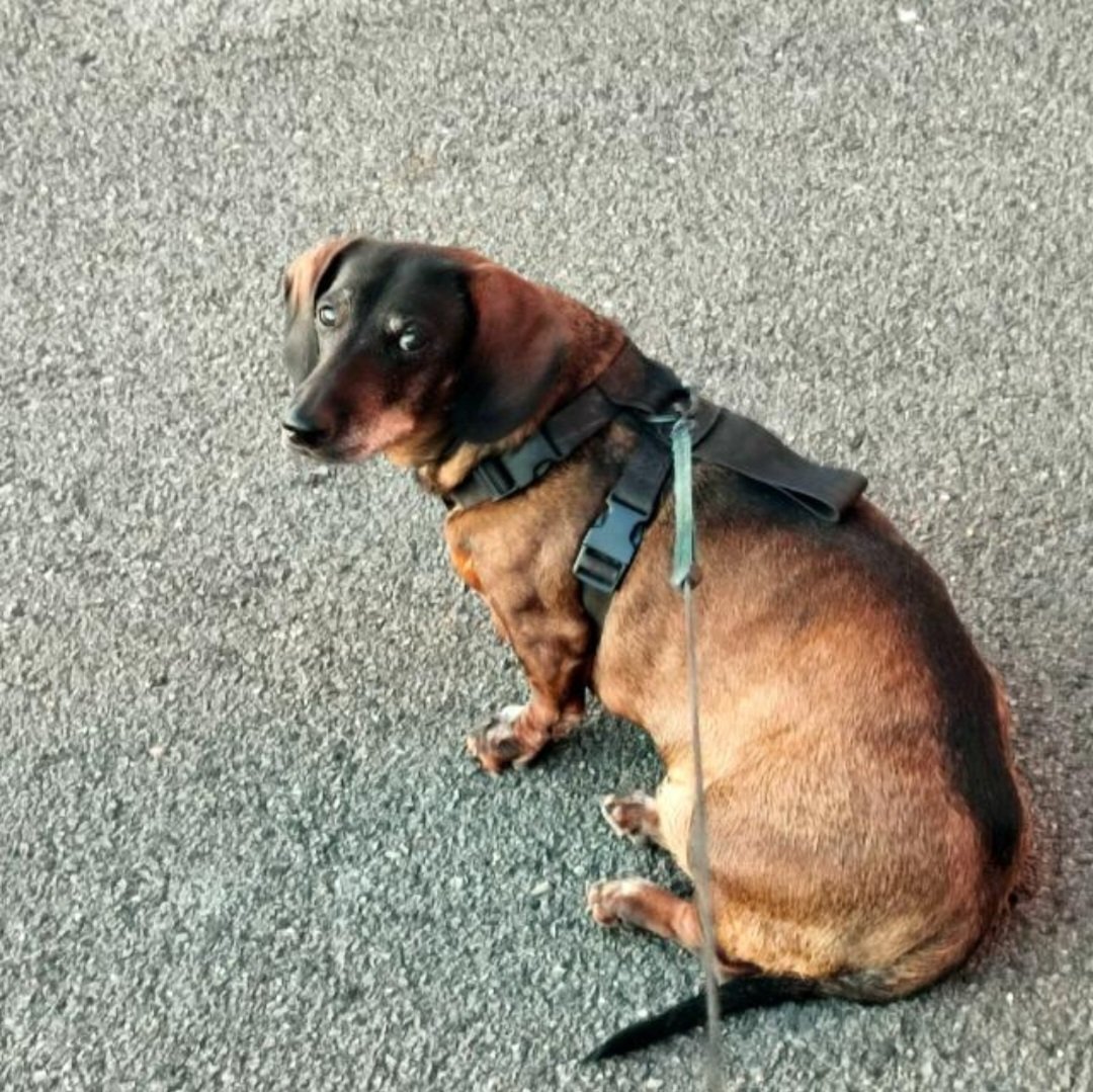 pmarzo1's tweet photo. Hoy nos ha dejado para siempre, físicamente, PANCHO, no ha sufrido pero ha sido envenenado por algún indeseable que se dedica a poner veneno para ratas última generación, causa daños irreparables en órganos vitales. No necesitan comer nada, solo chupar ‼️👀‼️ https://t.co/a5L5Utqggs