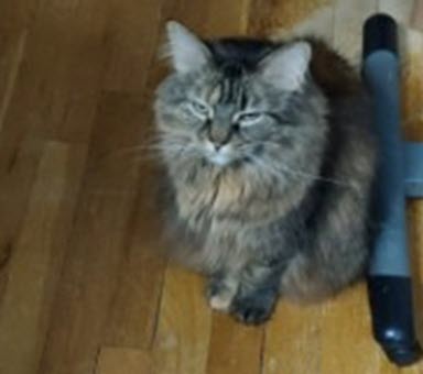 This is what I face when I'm really busy in the morning and forget to feed Cassie breakfast.
For not being able to actually "say" anything, her look speaks VOLUMES!

But...isn't she just the cutest?

#CatsAtWork #Imhungry #HomeOffice #CatMom