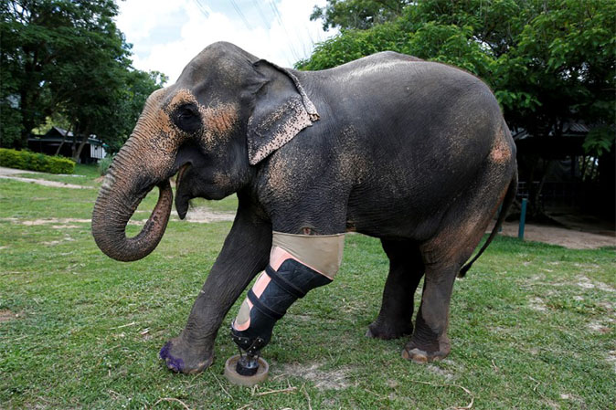EmilianoJrA75's tweet photo. #WhatIlearnedin39C I learned how elephants will wait for younger disabled elephants went traveling! You can read more about it here as well as a lot of other cool things about elephants!!! 
https://t.co/8QAslrtujt https://t.co/om2CW7KaIW