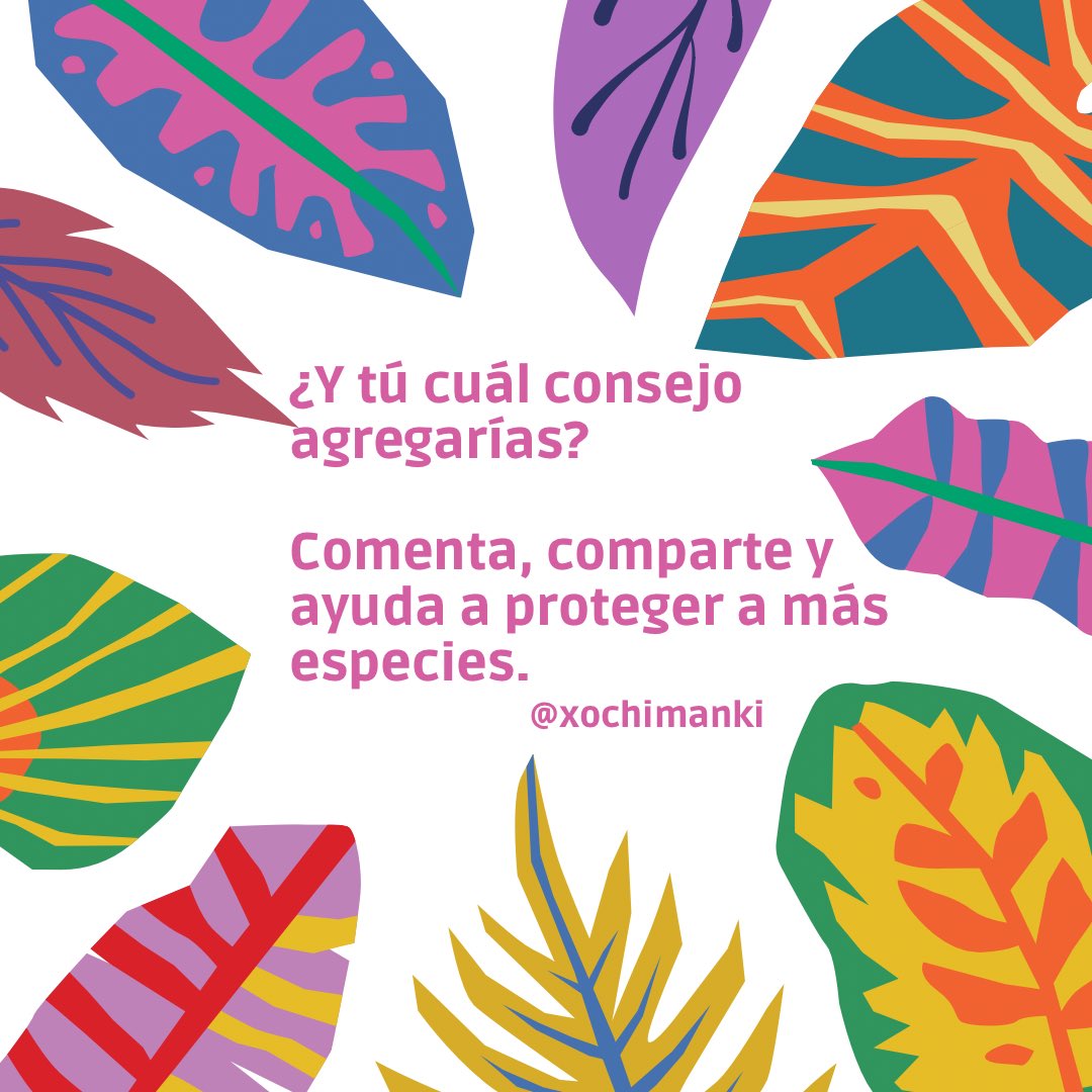 Hola, cactólicas y cactólicos del mundo. Hoy les compartimos seis consejos para cuidar de sus cactus y suculentas al final del invierno. Coméntennos y compártannos sus propios consejos. 
#xochimanki #soyxochimanki #consejos #unaespeciealavez #finaldelinvierno #viveristas