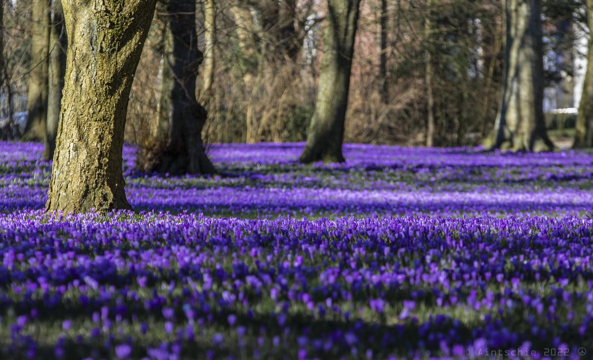 Aintschie's tweet photo. #Lila-Alarm: Pünktlich zum #Frauentag 2022 liefert das Städtchen @Husum im hohen Norden das farblich passende Fotomotiv. Die #Krokusblüte im Schlosspark startete dieses Jahr gefühlt besonders früh. #frühling #schoenesgegendoofes @Land_SH #Krokus #Crocusneapolitanus https://t.co/BsSiRfqTf4