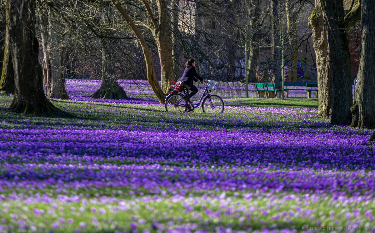 Aintschie's tweet photo. #Lila-Alarm: Pünktlich zum #Frauentag 2022 liefert das Städtchen @Husum im hohen Norden das farblich passende Fotomotiv. Die #Krokusblüte im Schlosspark startete dieses Jahr gefühlt besonders früh. #frühling #schoenesgegendoofes @Land_SH #Krokus #Crocusneapolitanus https://t.co/BsSiRfqTf4
